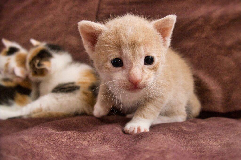 kittens, pets, feline-6375012.jpg